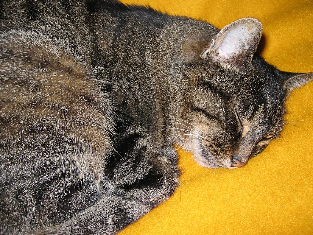 Micky dort sur le lit 01.jpg